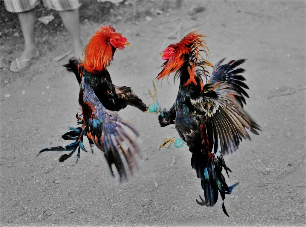 Cara Menang Judi Sabung Ayam Online Dengan Mudah